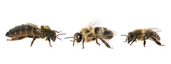 Kuttelvaserova Stuchelova via Shutterstock A queen bee, a drone, and a worker bee