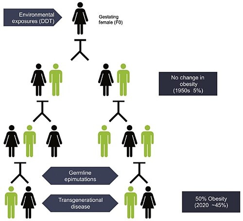 King S, Skinner M. Epigenetic Transgenerational Inheritance of Obesity Susceptibility. Trends Endocrinol Metab. 2020 Jul;31(7):478-494 Chart showing transgeneration inheritance