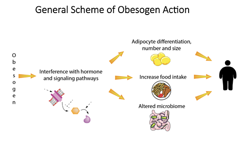 Dr. Jerry Heindel in a webinar hosted by Collaborative for Health & Environment.Collaborative for Health & Environment. Obesogens and the obesity pandemic: A focus on prevention. May 2022. General scheme of obesogen action