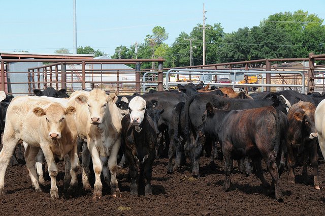 beef cattle in a feedlot