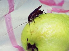 cockroach on an apple